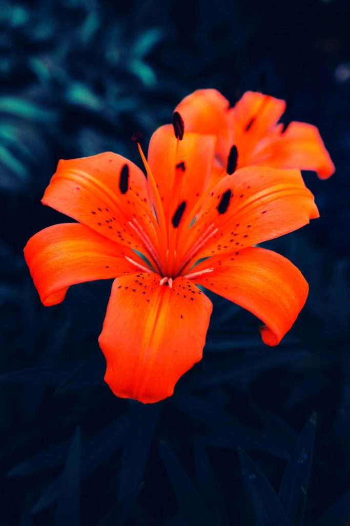 Fleur orange