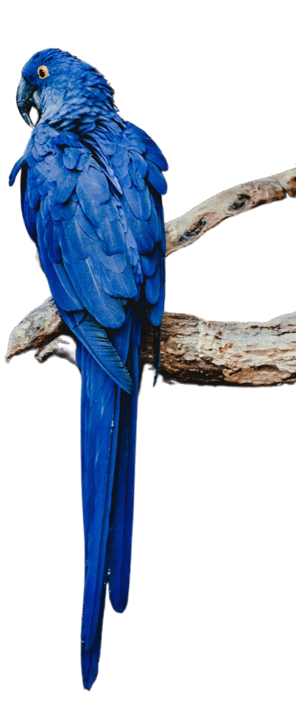Oiseau sur branche